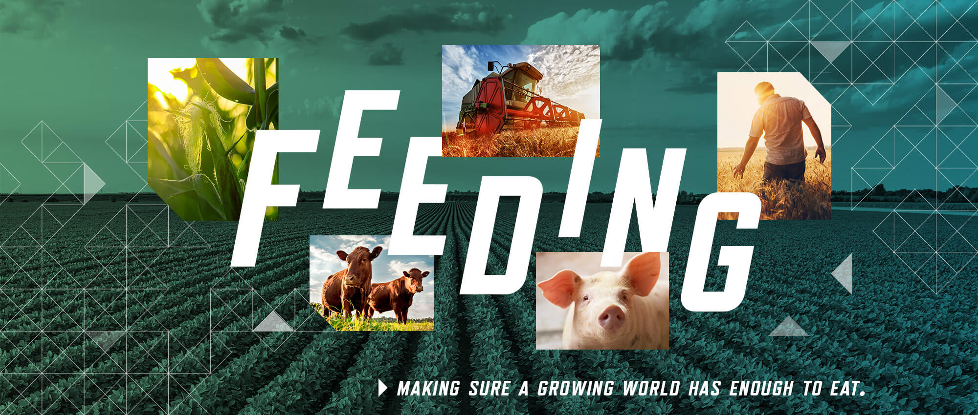 feeding: making sure a growing world has enough to eat. Images of wheat, corn, fields, cows, pigs and farm equipment. 