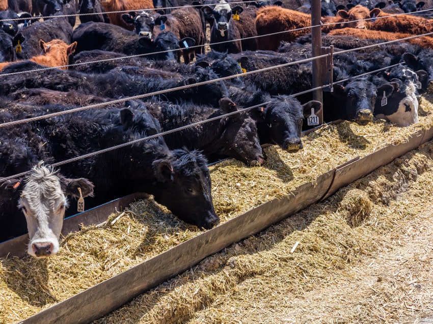 cattle in feedyard