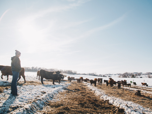 Hannah Esch, owner of Oak Barn Beef, works at her family ranch in Unadilla, Nebraska