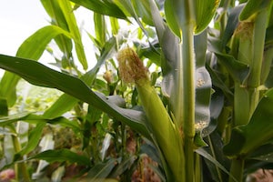 Corn in field