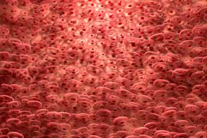 heart cells under microscope