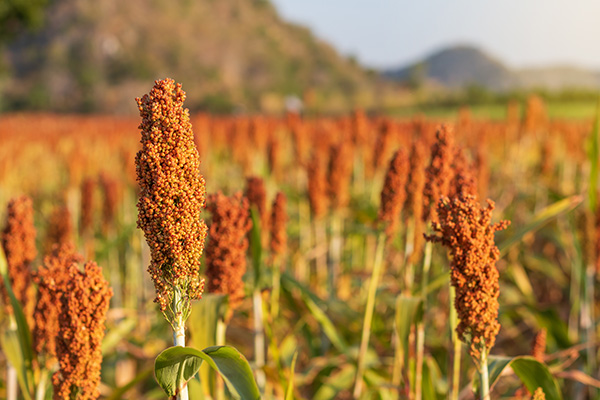 Growing the Future of Agriculture