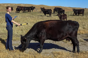 Rachel Ostrander with Cattle
