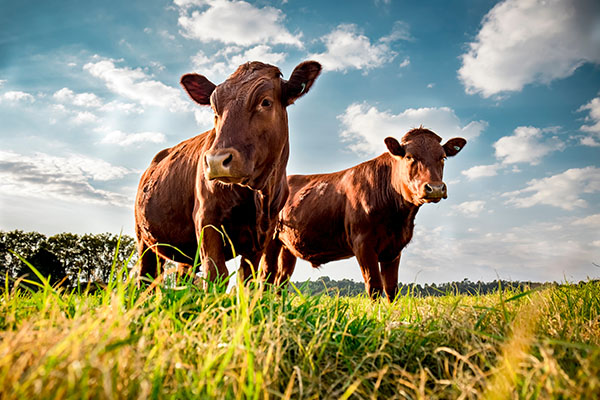 Cattle