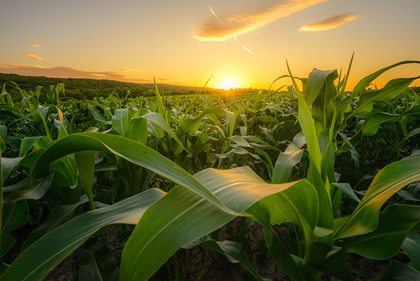 Field of corn