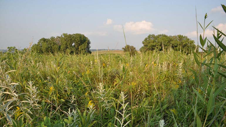 Glacier Creek Prairie Habitat