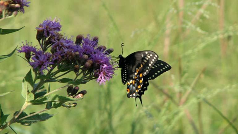 Butterfly on Ironweed
